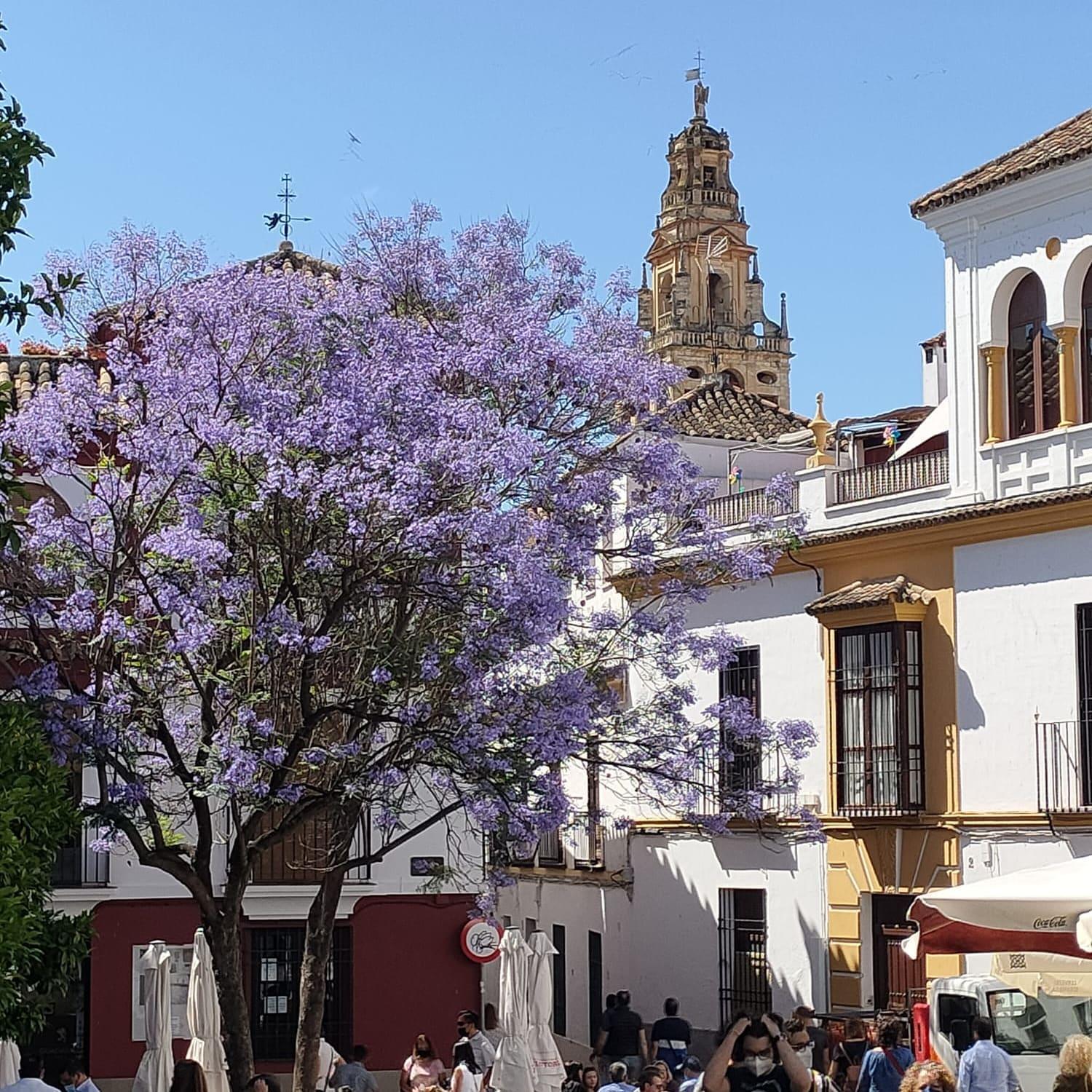 קורדובה A 20 Metros De La Mezquita Catedral ,Apartamentos Turistico Cespedes 5 חדר תמונה